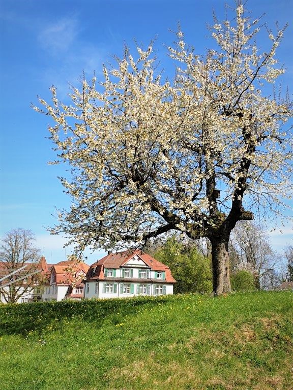 Frühlingsimpression beim Kappelhof - vielen Dank unserer Nachbarin A.W.